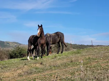 Finca / Propiedad rural en San Martín de Tesorillo - M149753